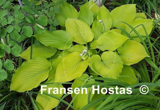 Hosta Waiting in Vein